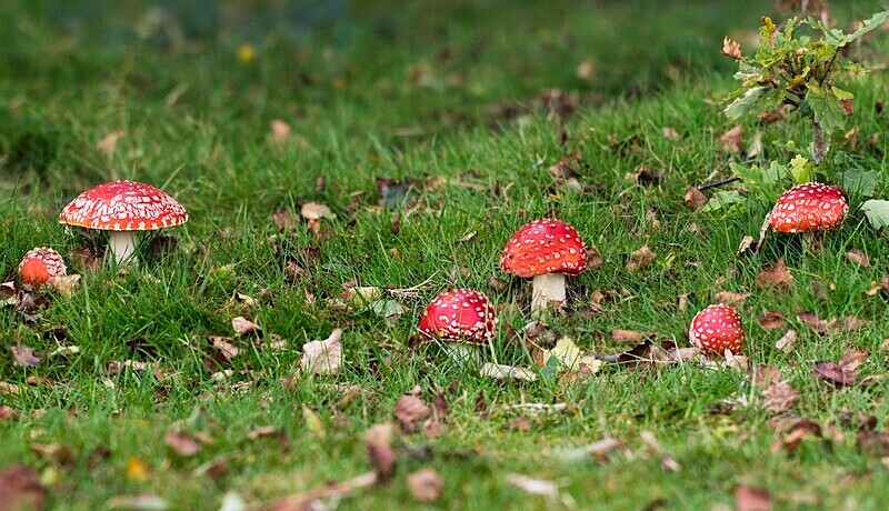 Fly Agaric - Fly Agaric