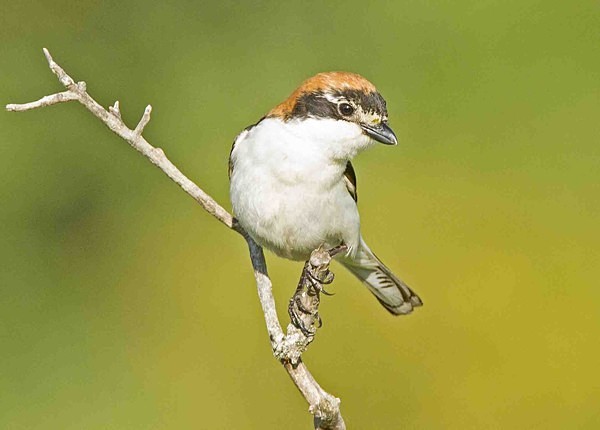 Woodchat Shrike - Extremadura, Spain