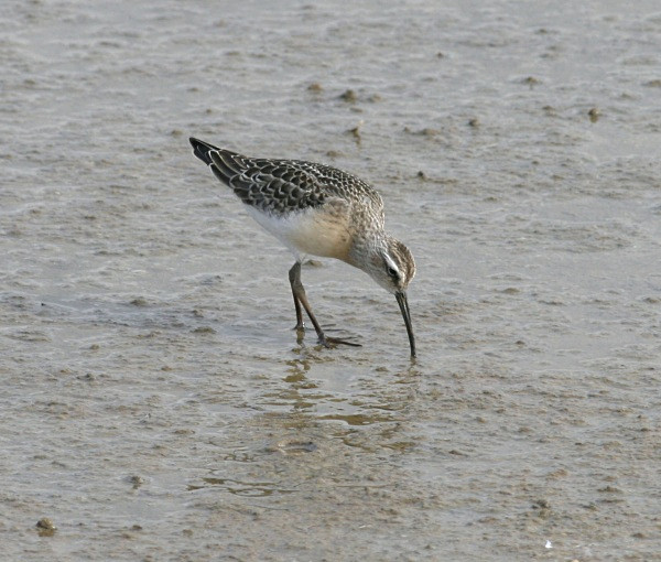 Curlew Sandpiper - Waders and Plovers