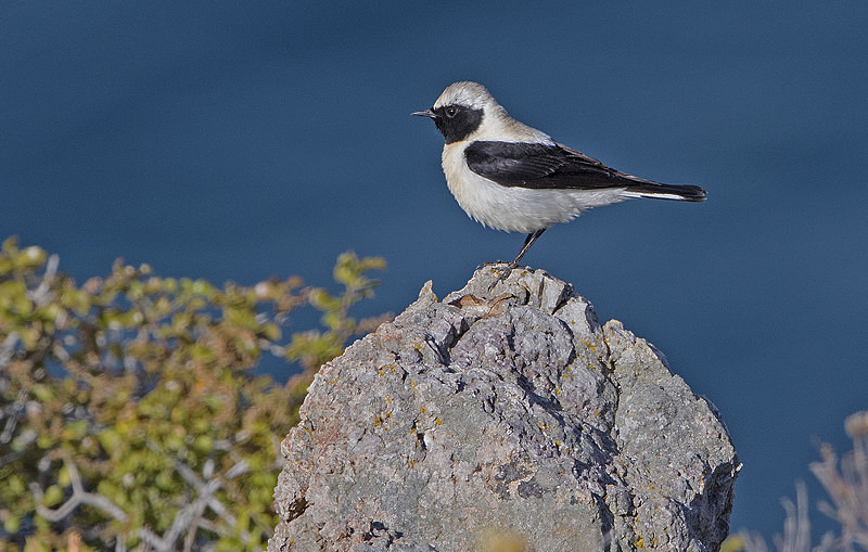 Black Eared Wheatear - Lesvos 2015
