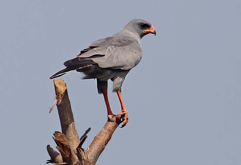 Dark Chanting Goshawk - The Gambia Januarry 2026