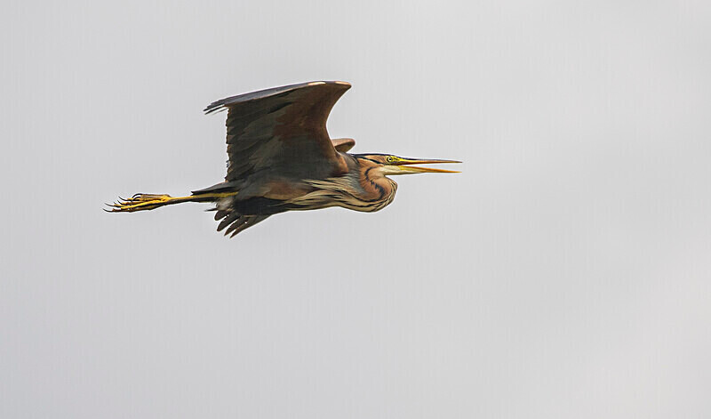 Purple Heron - Bulgaria and Romania 2019