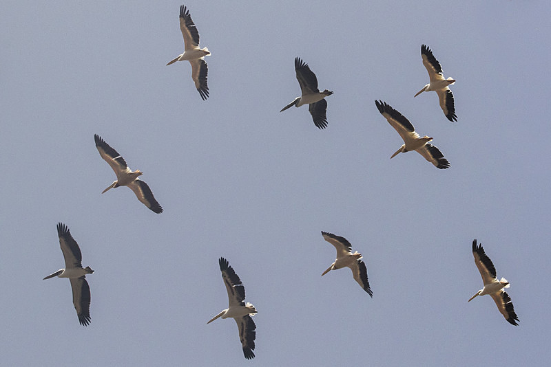 Great White Pelicans. - The Gambia 2018