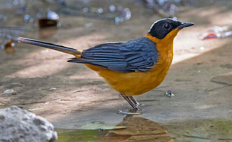 Snowy Crowned Robin Chat - The Gambia Nov/Dec 2023