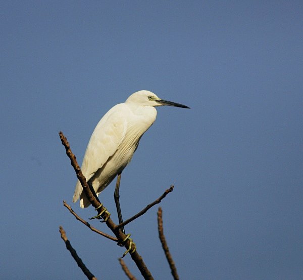 Little Egret - Indian Birds
