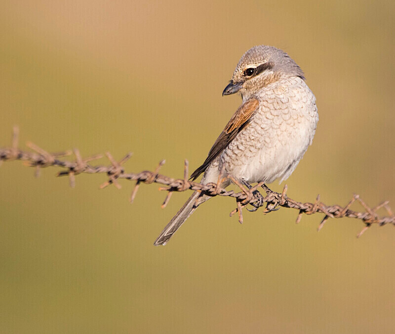 Red Backed Shrike, Female - Lesvos May 2022