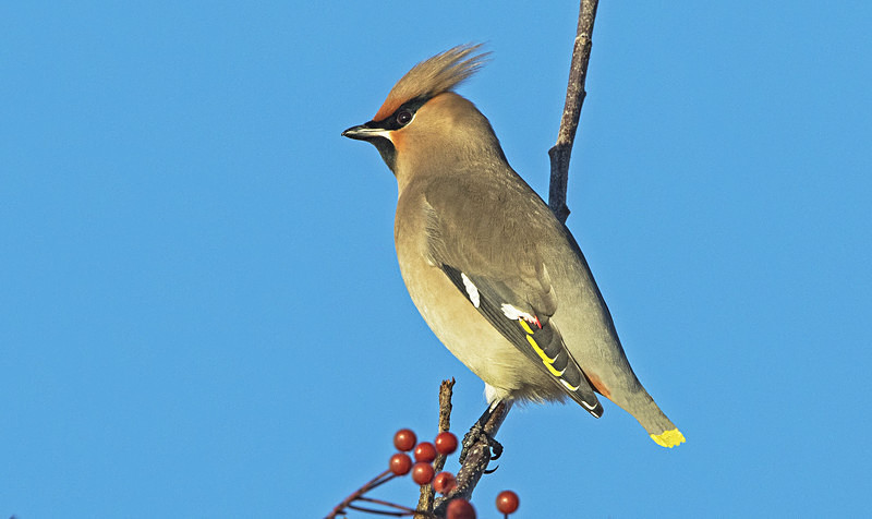 Waxwing. - Cuckoos, Shrikes & Waxwings
