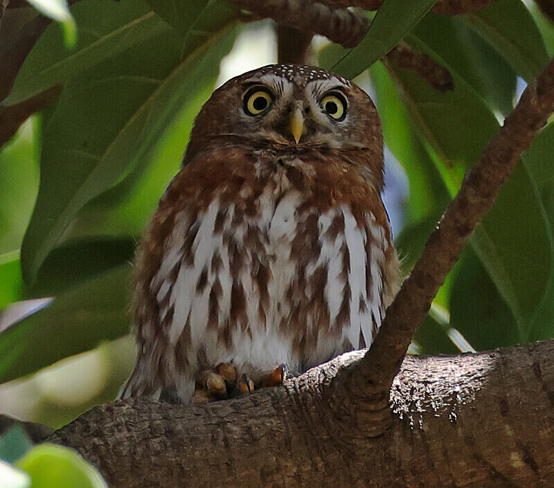 Pearl Spotted Owlet - The Gambia Januarry 2026