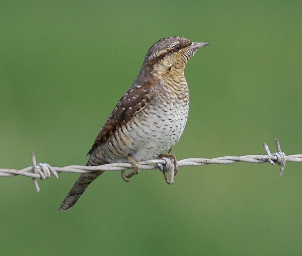 Wryneck - Woodpeckers & Wrynecks