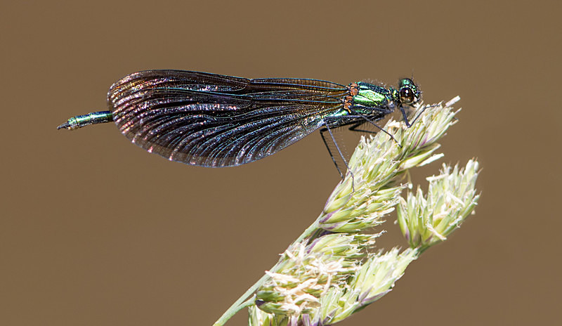 Beautiful Demoiselle - Dragonflies and Damselflies
