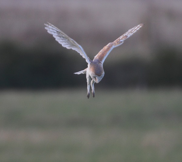 Barn Owl - Norfolk, Autumn 2011
