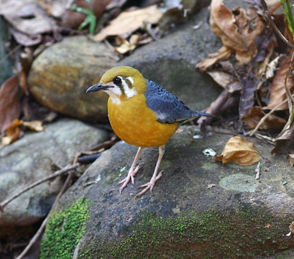 Orange Headed Thrush - Indian Birds