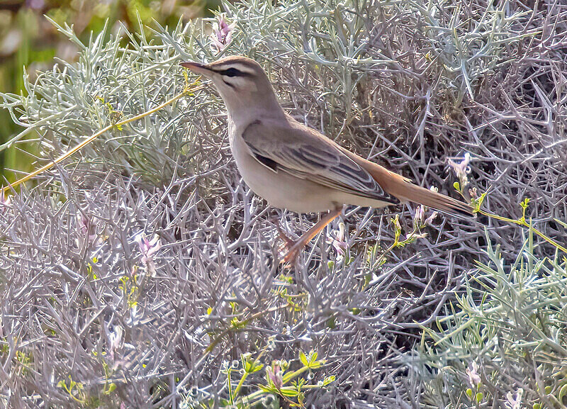 Rufous Bush Robin. - Lesvos April/May 2023