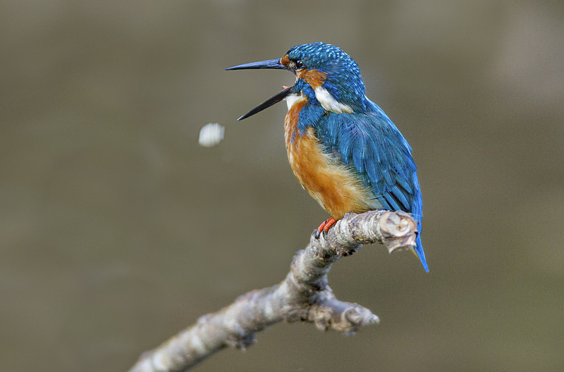 Male Kingfisher - Kingfishers