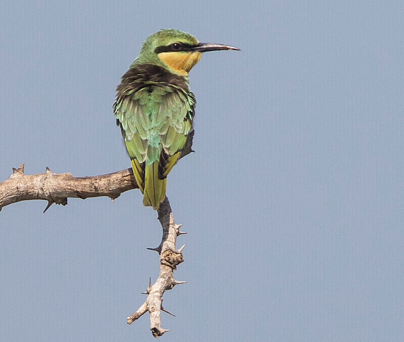 Blue Cheeked Bee Eater - The Gambia Nov/Dec 2023