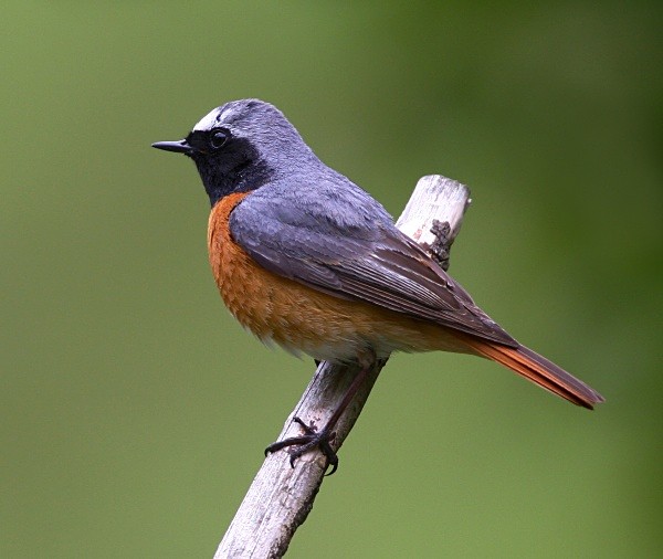 Common Redstart - Common & Black Redstarts