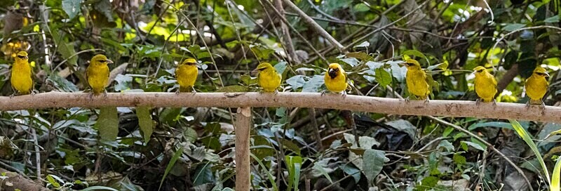 Black Necked Weavers - The Gambia Nov/Dec 2023
