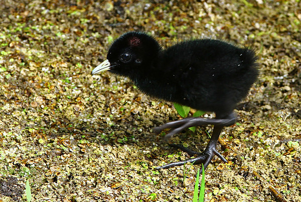 Water Rail chick - Herons, Egrets, Rails & Divers