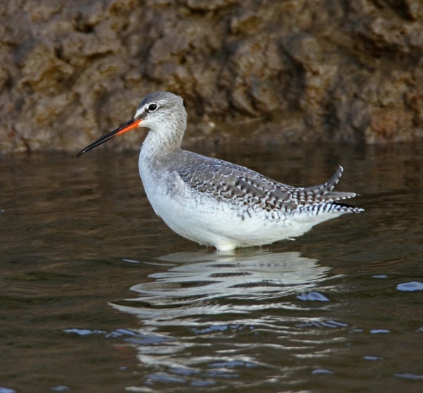 Spotted Redshank - Waders and Plovers