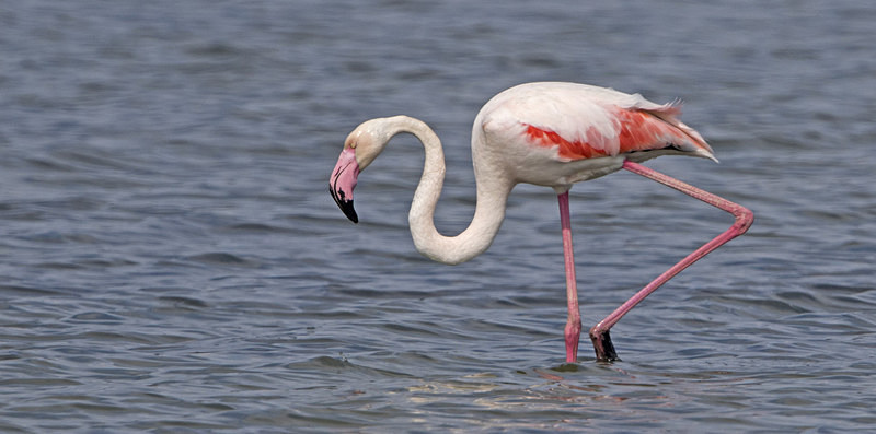 Greater Flamingo. - Lesvos, Spring 2017