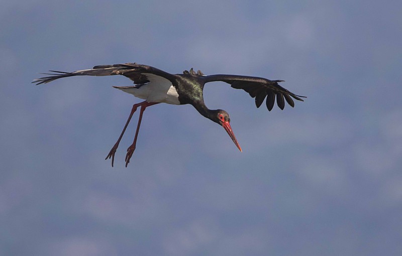 Black Stork - Lesvos 2015