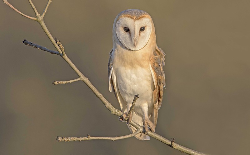 Barn Owl - Owls, Raptors, Corvids & Doves