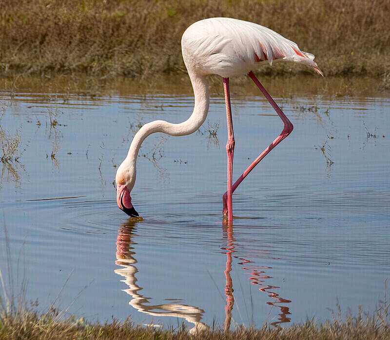 Flamingo. - Lesvos April/May 2023