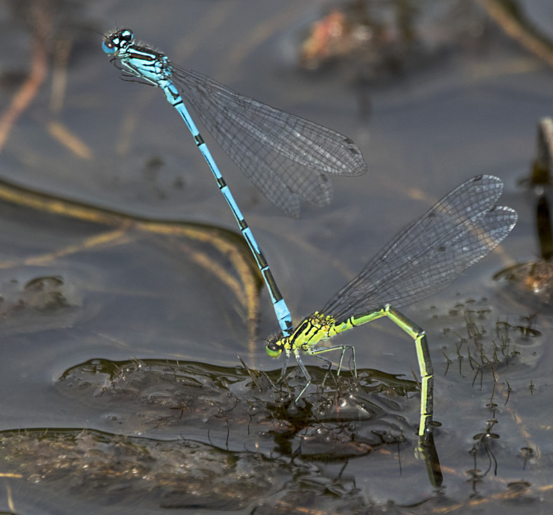 Azure Damselflies - Dragonflies and Damselflies