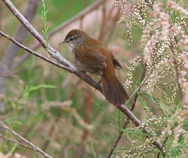 Cetti's Warbler - Lesvos 2011