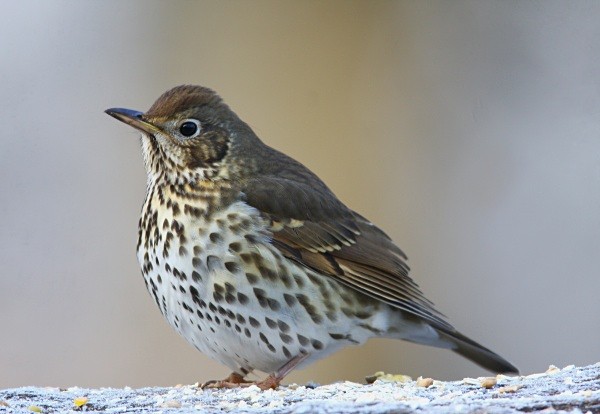 Song Thrush - Thrushes & Ouzels