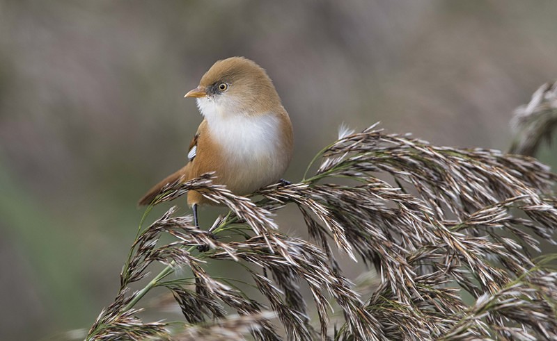 Bearded Tit, Female - Norfolk Autumn 2016