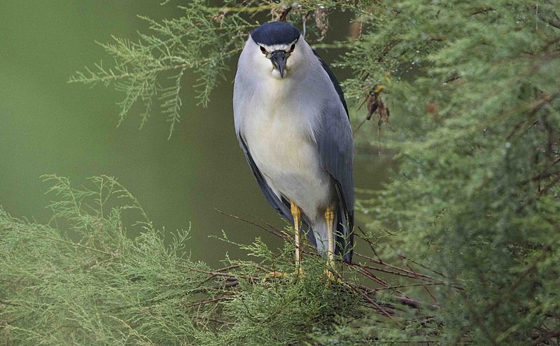 Night Heron. - Lesvos, Spring 2017