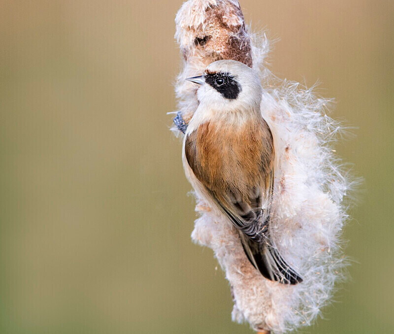 Male Penduline Tit - Crests & Tits