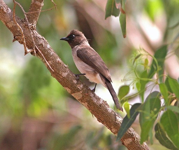 Common  Bulbul - Morocco Birds