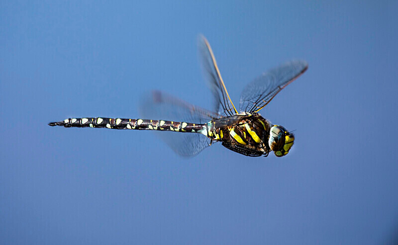 Common Hawker. - Dragonflies and Damselflies