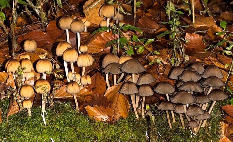 Glistening Inkcap - Caps