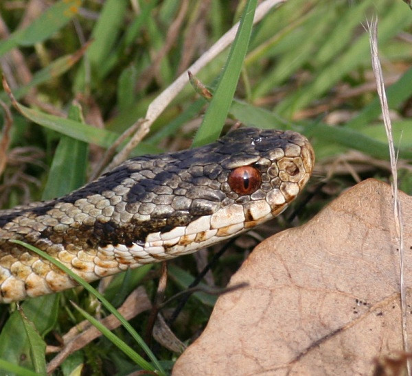 Adder moving off, annoyed at being disturbed. - From around the UK