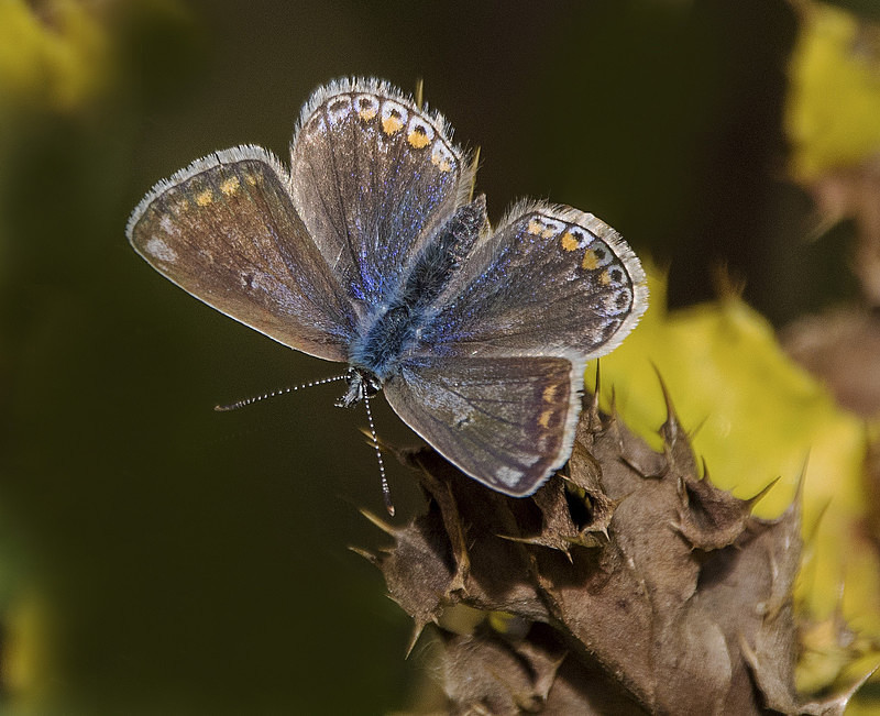 Common Blue - Butterflies