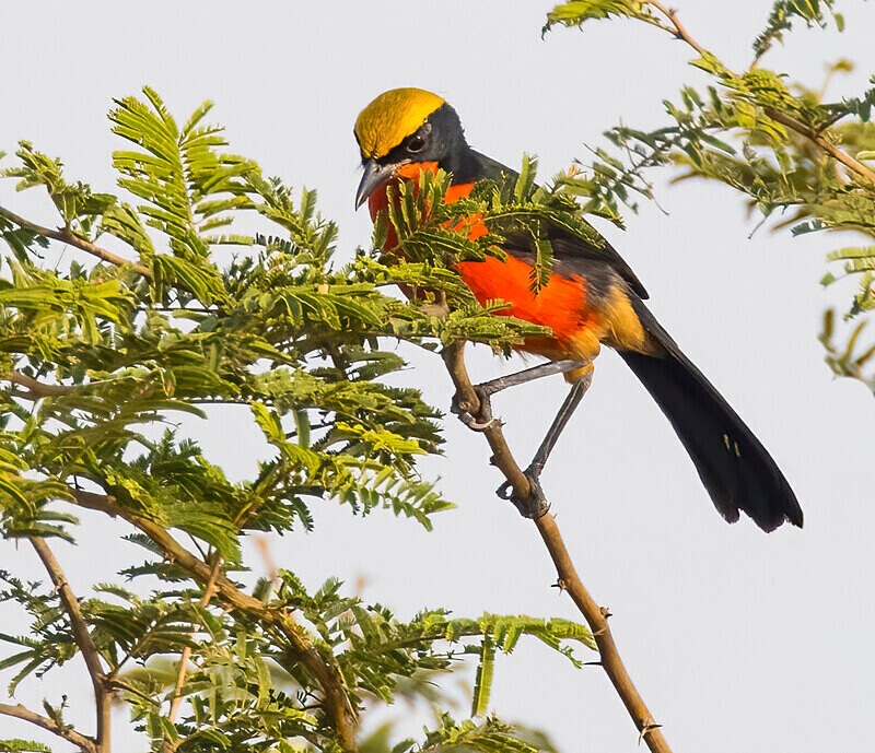 Yellow Crowned Gonolek - The Gambia Nov/Dec 2023