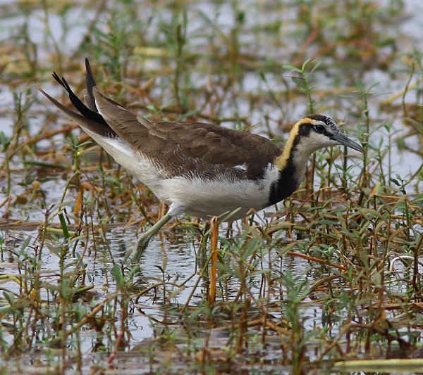 Pheasant Tailed Jacana - Indian Birds