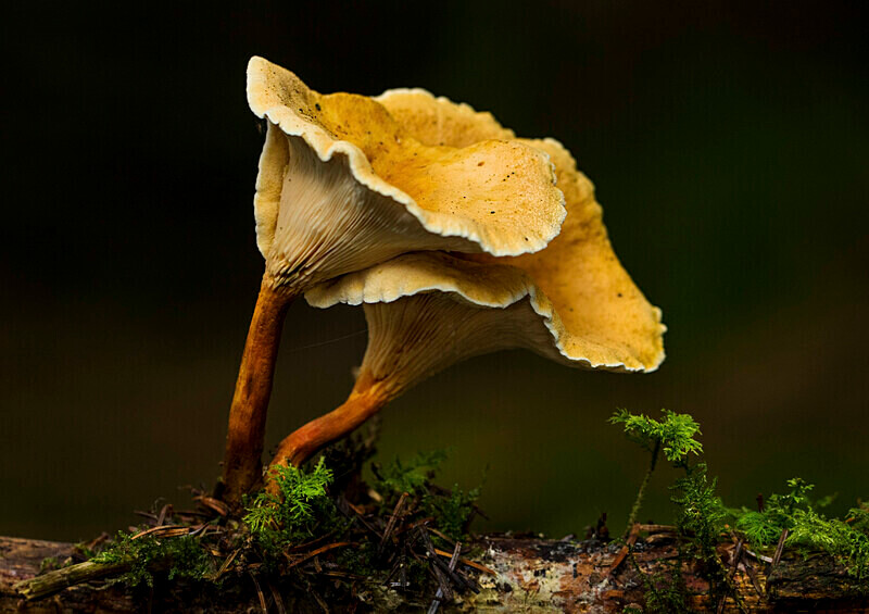 False Chanterelle. - Caps