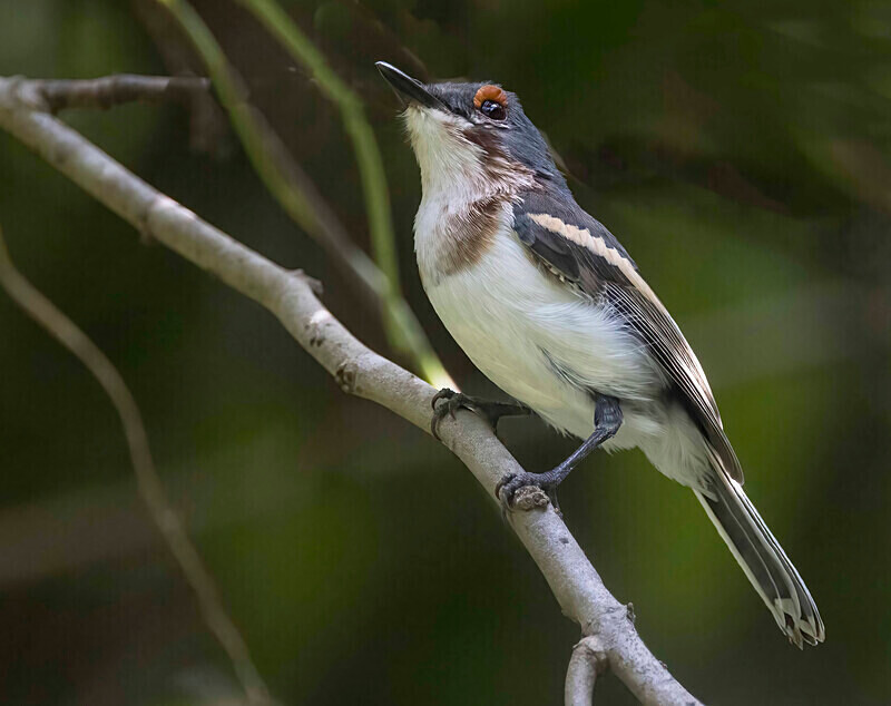 Common Wattle Eye - The Gambia Nov/Dec 2023