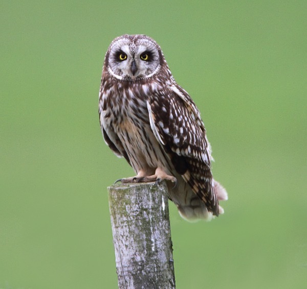 Short Eared Owl - Norfolk, Spring 2012