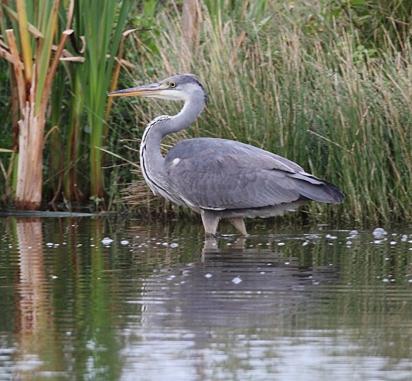Grey Heron - Norfolk, Autumn 2011