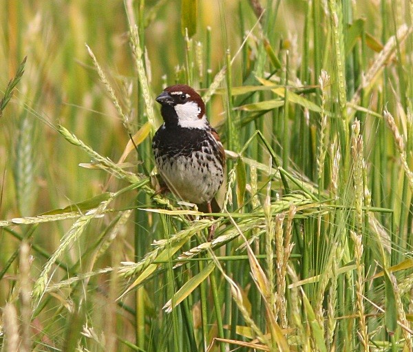 Spanish Sparrow - Lesvos 2011
