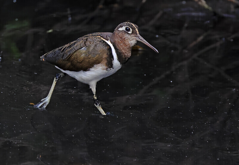 Greater Painted Snipe - The Gambia Januarry 2026