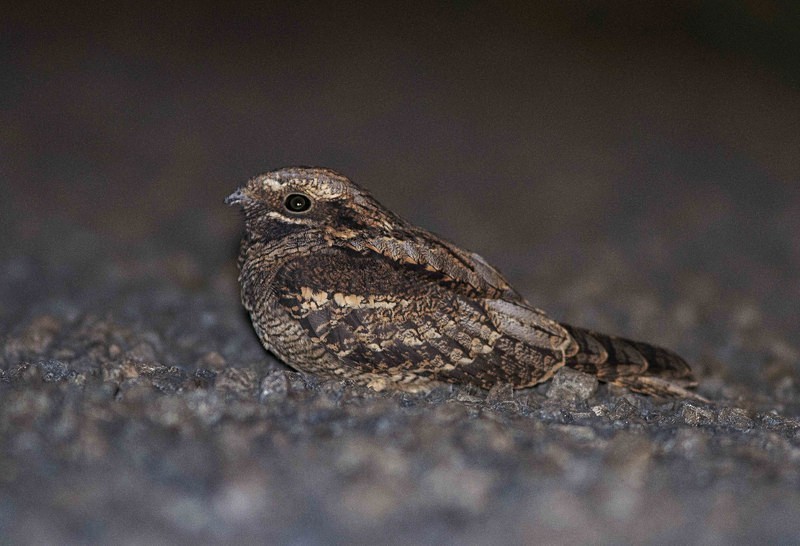 Nightjar - Nightjars