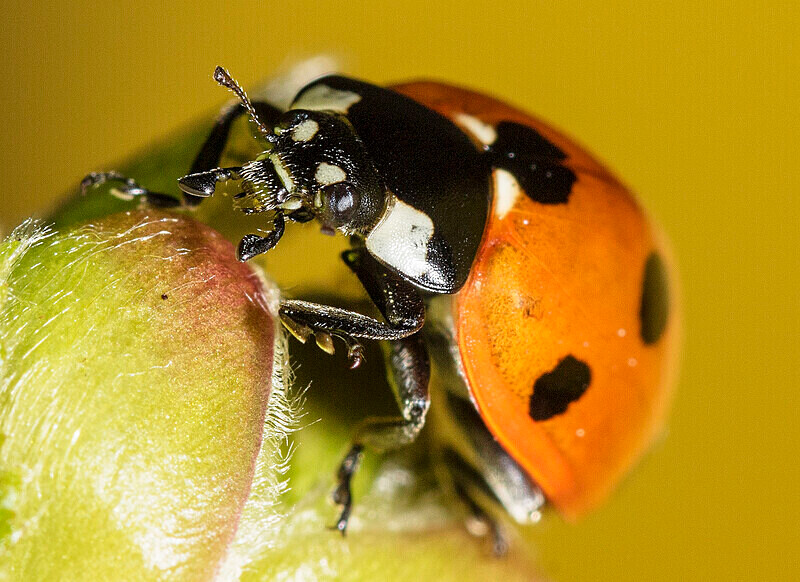 Seven Spot Ladybird - Images from the small world.