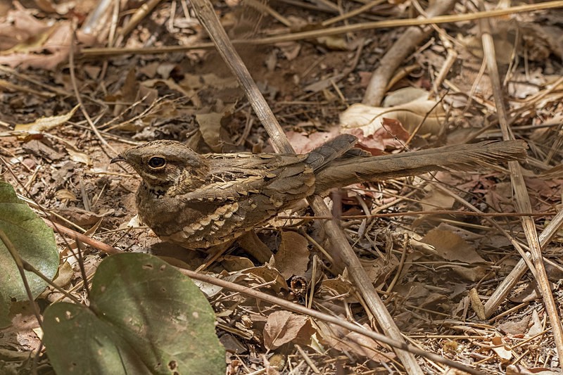 Long Tailed Nightjar. - The Gambia 2018