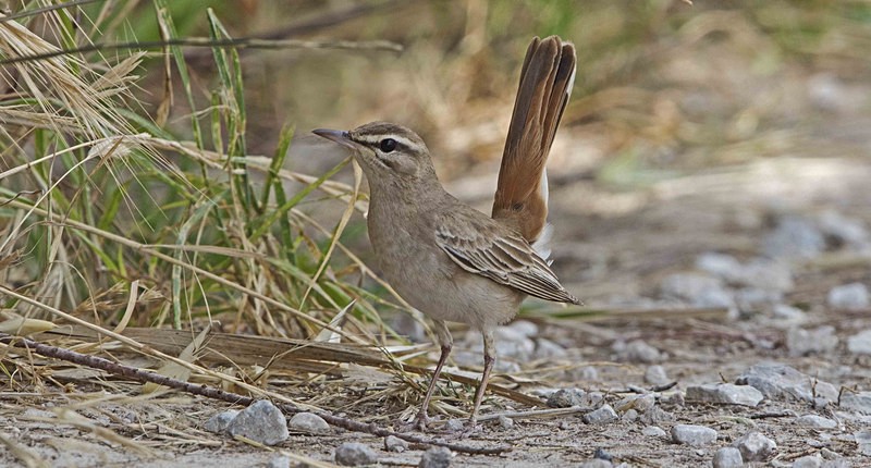 Rufous Bush Chat - Lesvos, Spring 2017